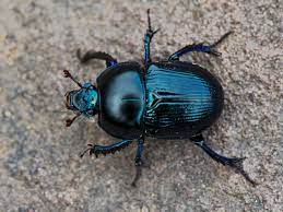 Completely eliminate beetles