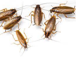 Completely eliminate cockroaches