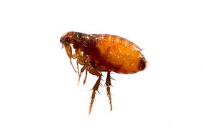 Completely eliminate fleas