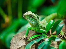 Completely eliminate reptiles