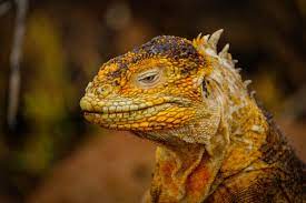 Completely eliminate reptiles