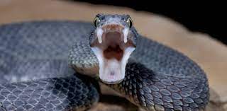 Completely eliminate snakes