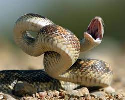 Completely eliminate snakes