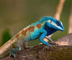 Exterminate reptiles