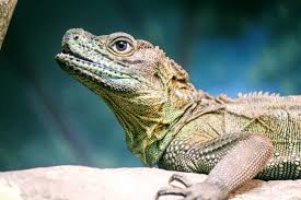 Exterminate reptiles