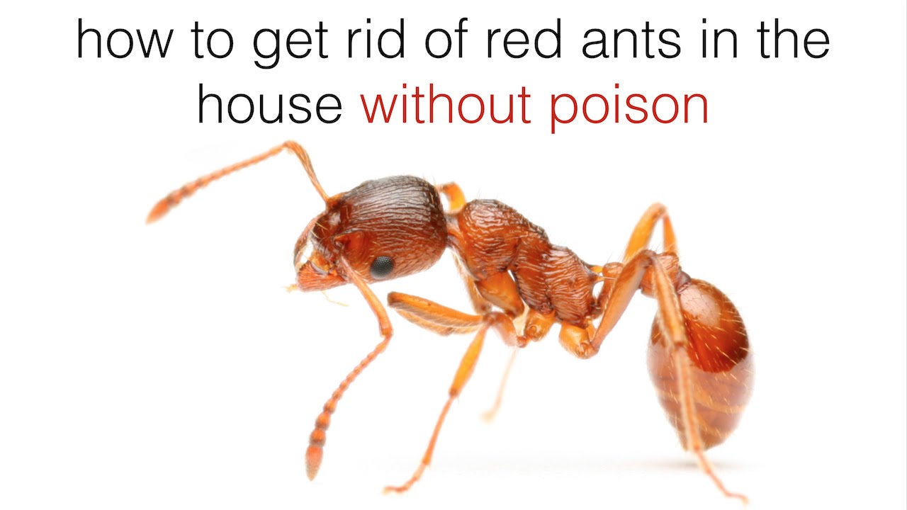 التخلص نهائيا من النمل