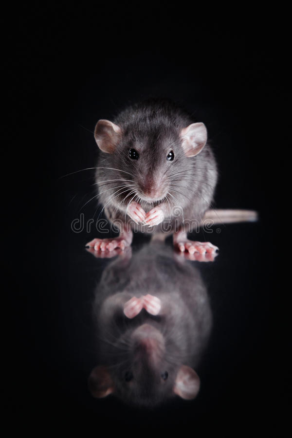 القضاء نهائيا على الفئران