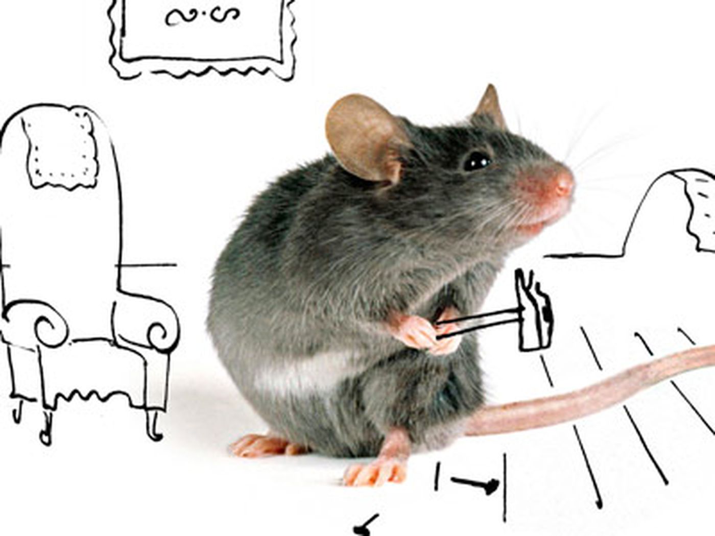 القضاء نهائيا على الفئران